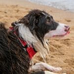 Mokry border collie odpoczywa na piaszczystej plaży nad morzem