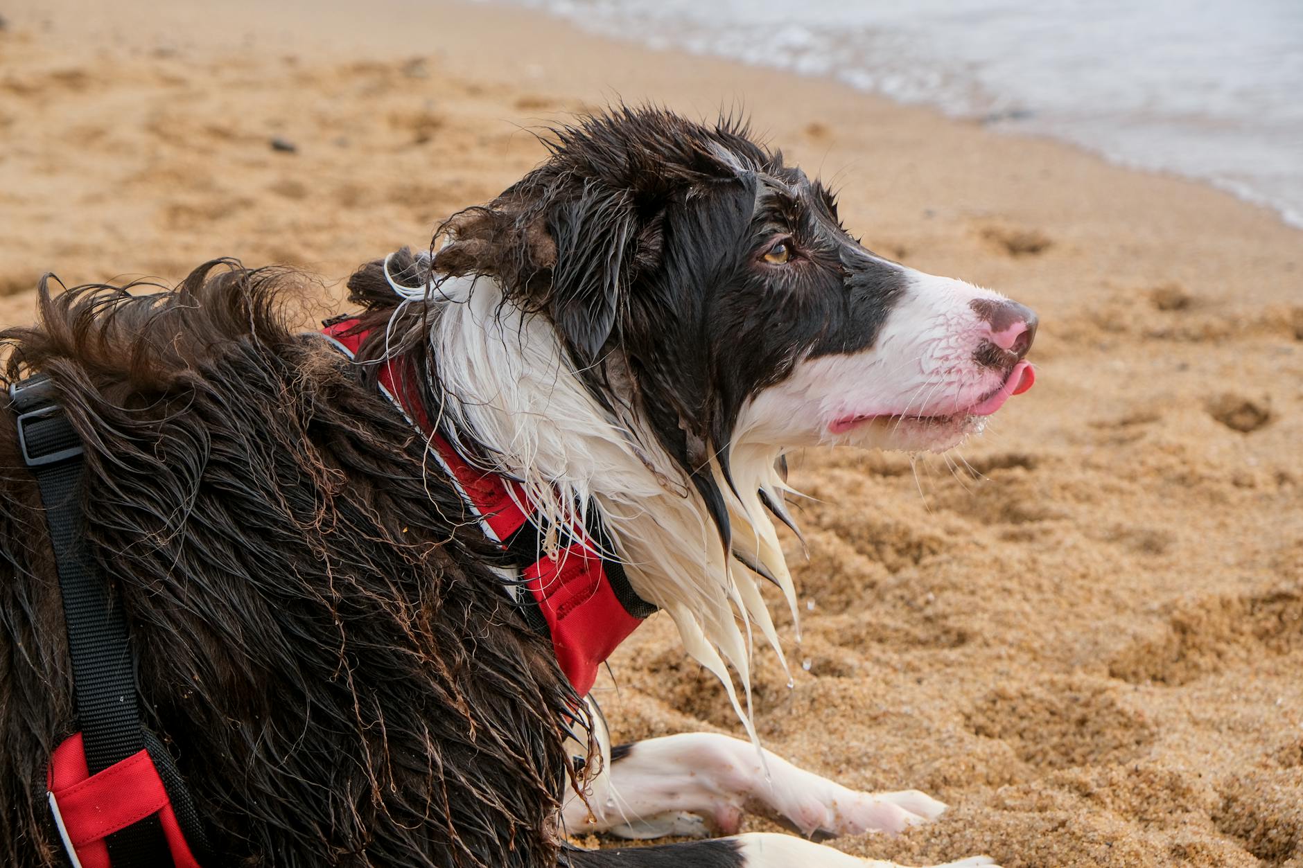 Mokry border collie odpoczywa na piaszczystej plaży nad morzem