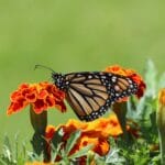 Motyl monarszy siedzący na pomarańczowym kwiatku w ogrodzie
